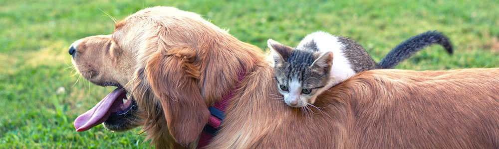 Sårvård för hund och katt -